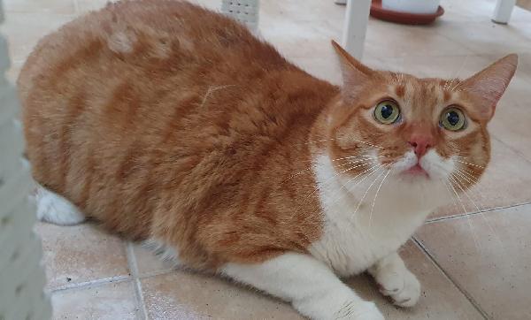 CICCIO e LUNA, maltrattati, cercano serenità Foto 4